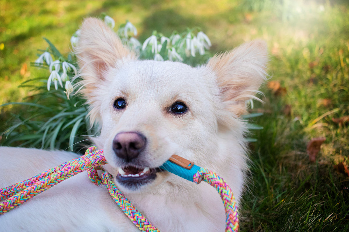 isartau Easy Summer Hellblau – Stimmungsbild mit Hund