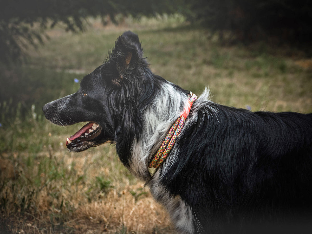 isartau Tauhalsband Easy Summer Neonorange, feste Halsung – Stimmungsbild mit Hund