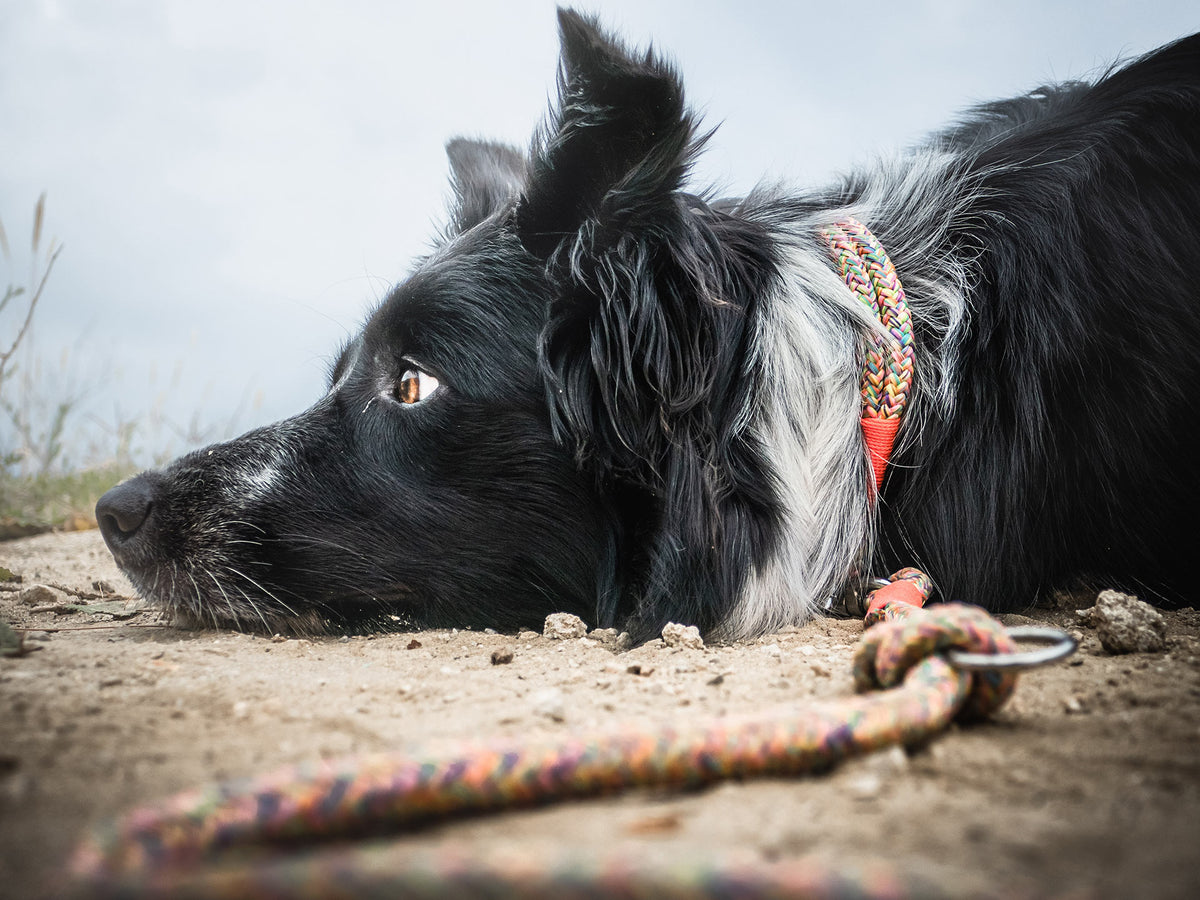 isartau Tauhalsband Easy Summer Neonorange, Zugstopp – Stimmungsbild mit Hund