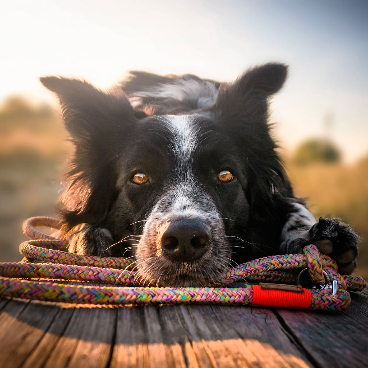 isartau Easy Summer Neonorange – Stimmungsbild mit Hund
