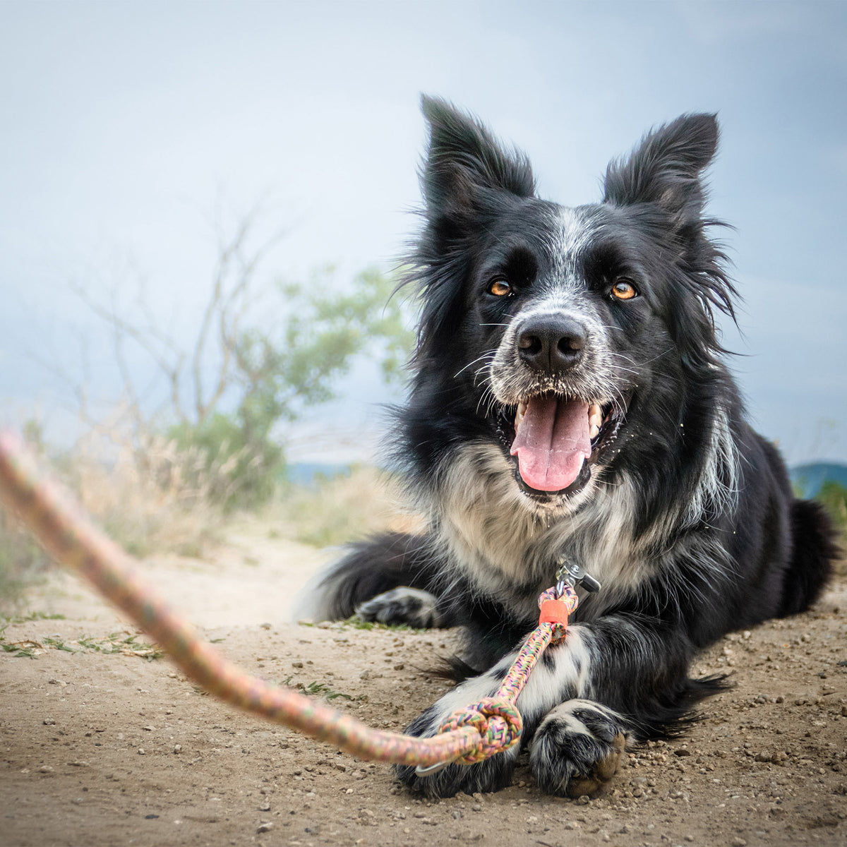 isartau Easy Summer Neonorange – Stimmungsbild mit Hund
