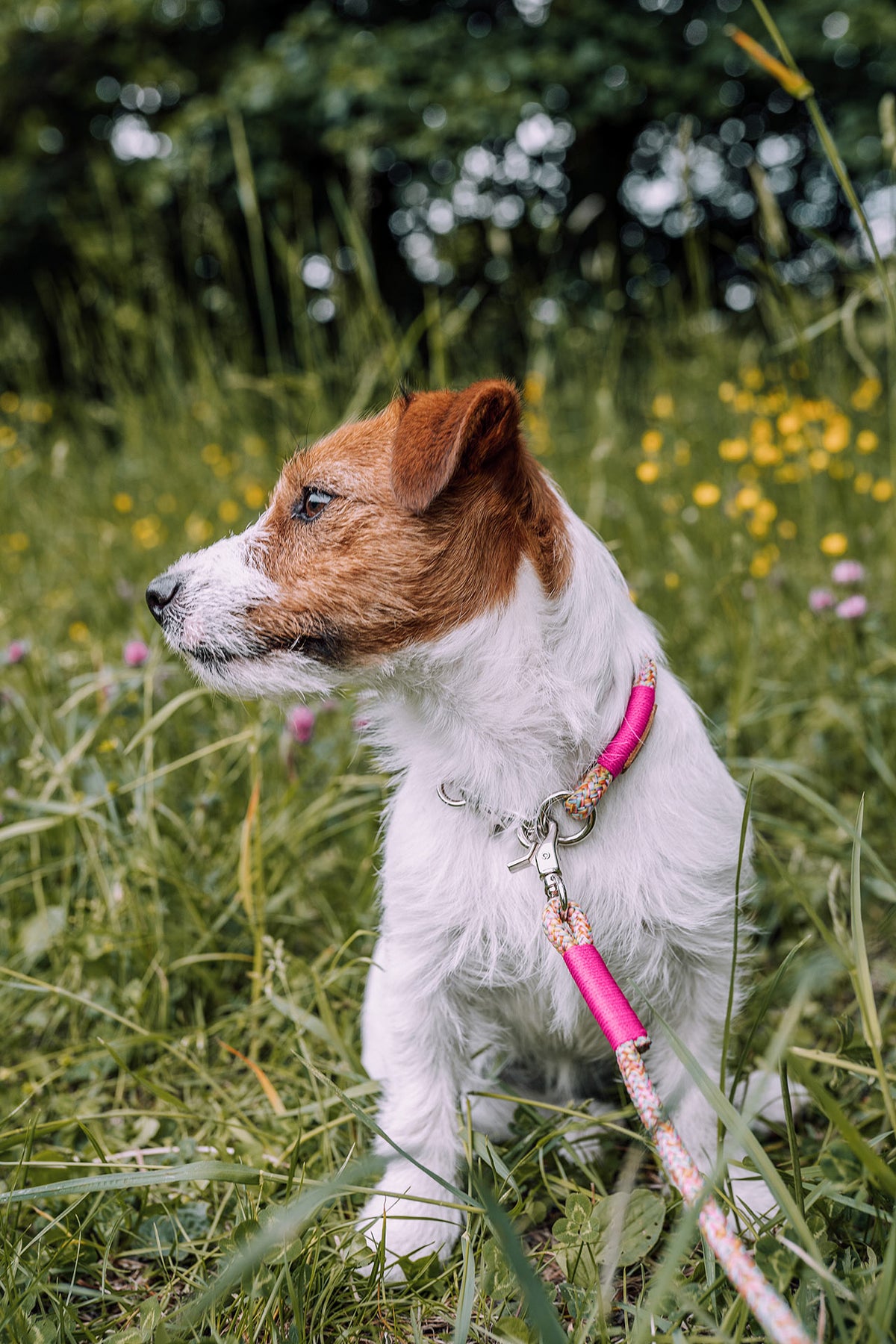 isartau Tauhalsband Easy Summer Neonpink, feste Halsung – Stimmungsbild mit Hund