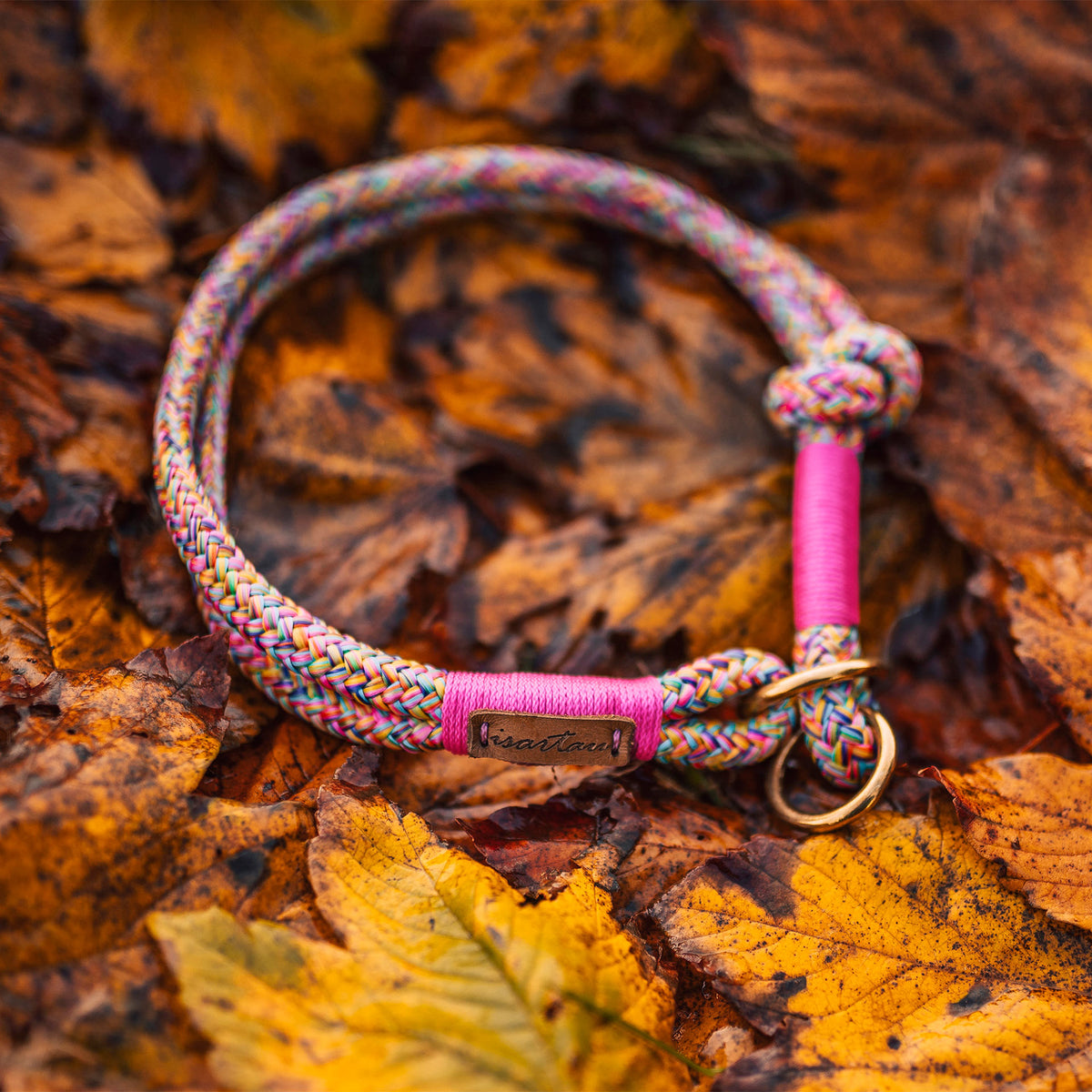 isartau Tauhalsband Easy Summer Neonpink, Zugstopp – Stimmungsbild mit Hund