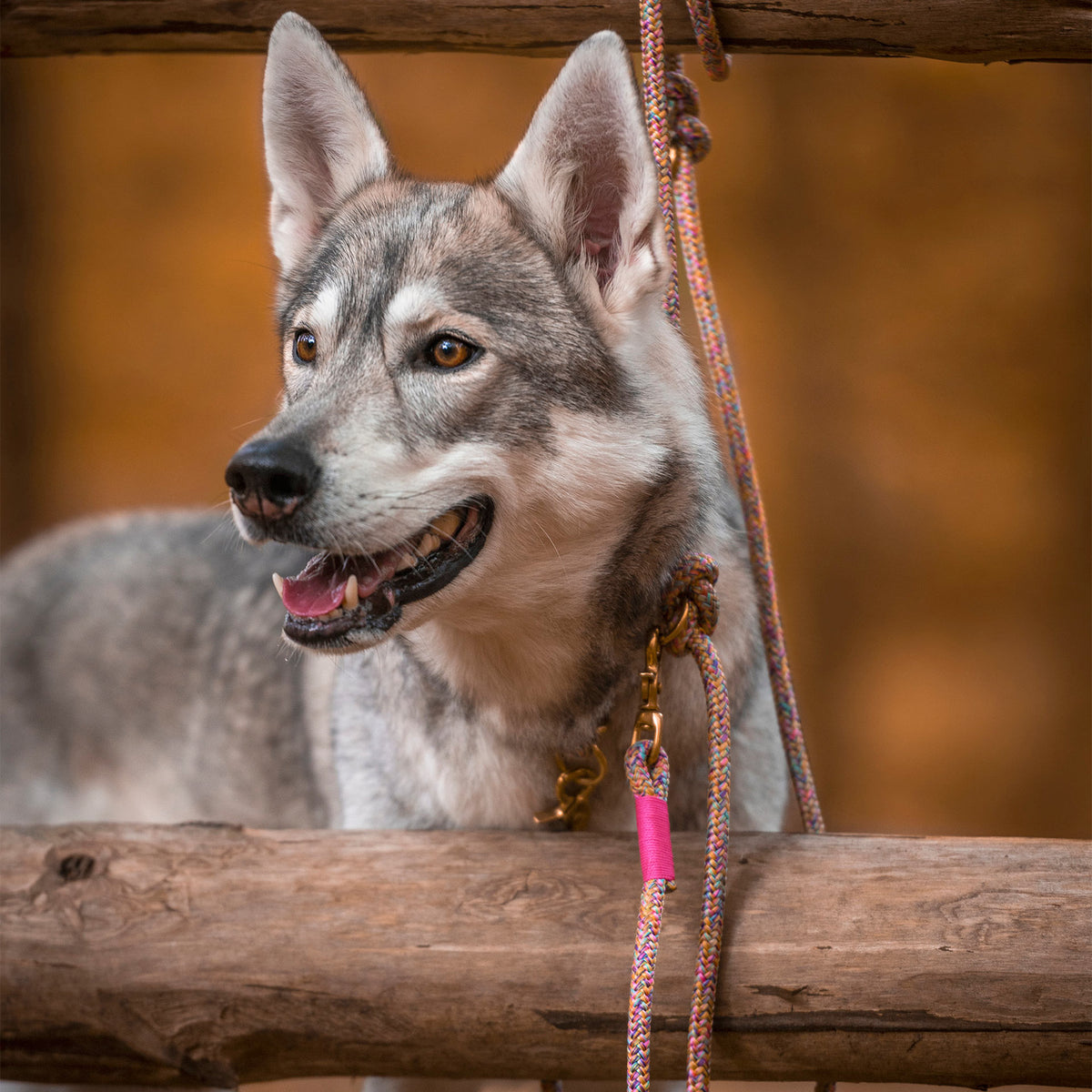 isartau Easy Summer Neonpink – Stimmungsbild mit Hund