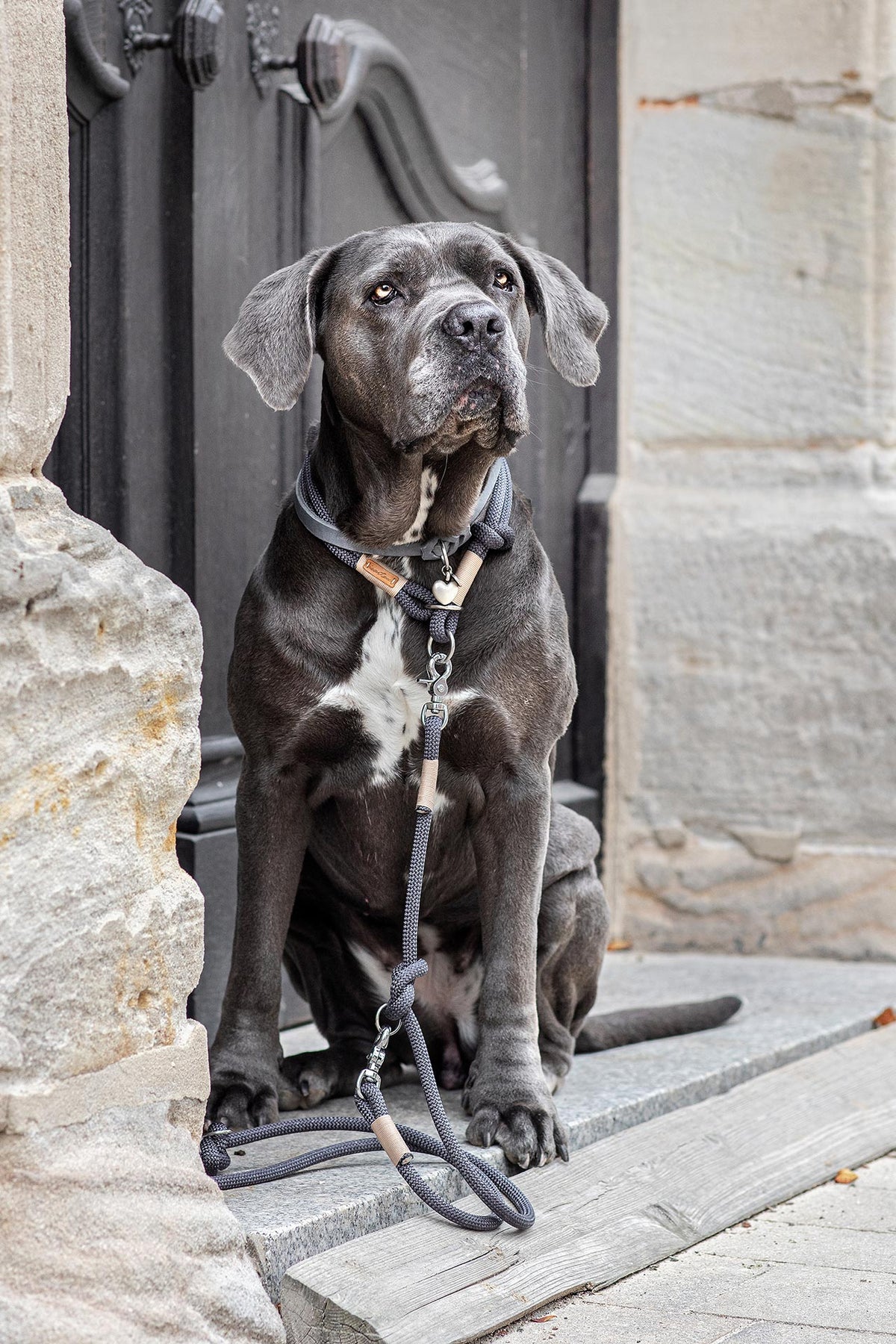 isartau Heaven's Rock Beige – Stimmungsbild mit Hund