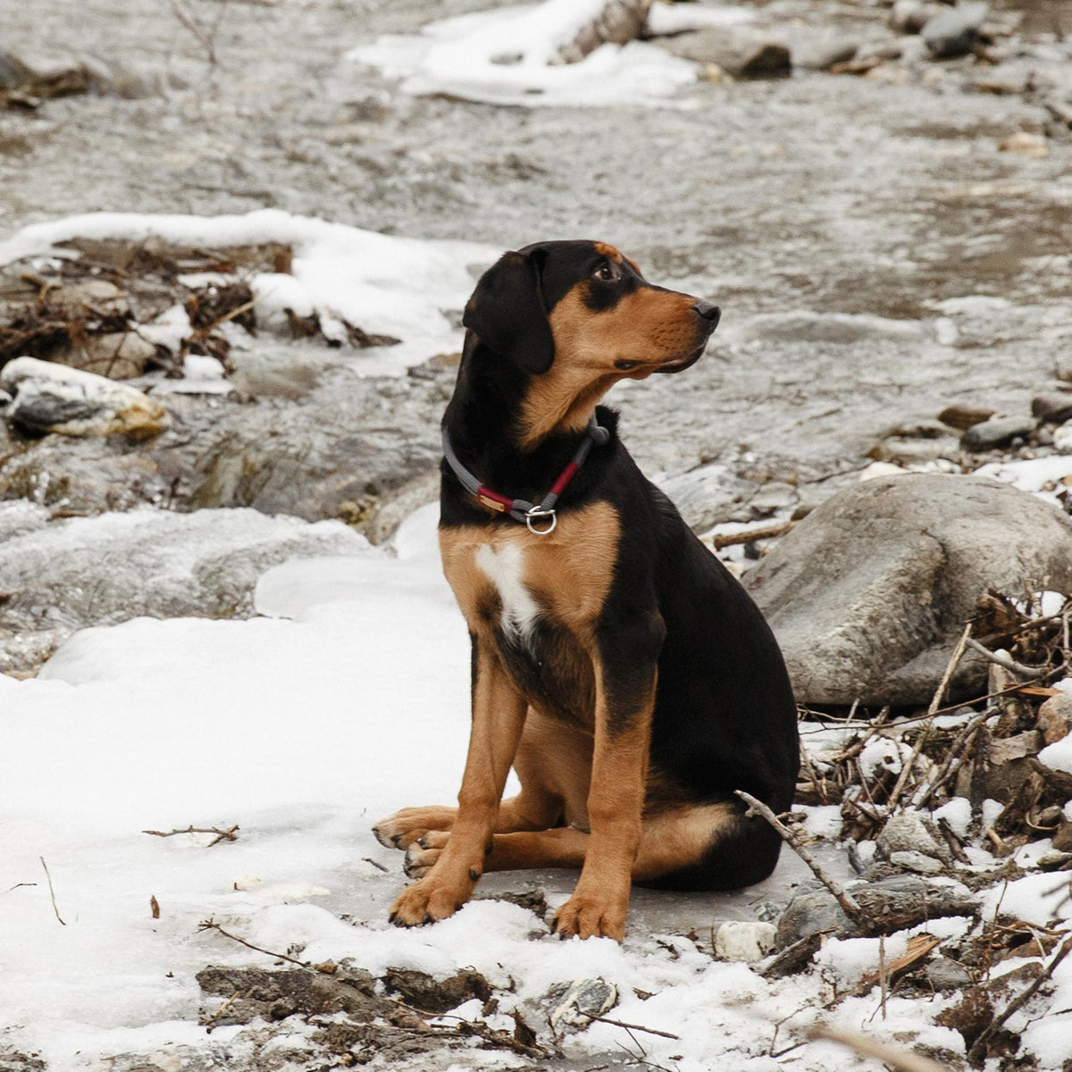 isartau Tauhalsband Heaven's Rock Burgunder, Zugstopp – Stimmungsbild mit Hund
