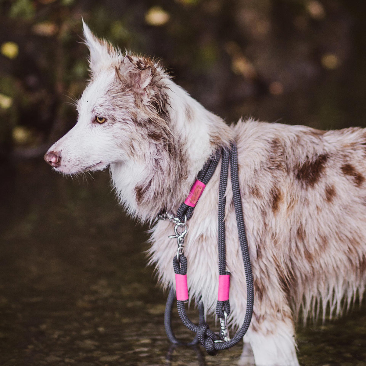 isartau Tauhalsband Heaven's Rock Neonpink, feste Halsung – Stimmungsbild mit Hund