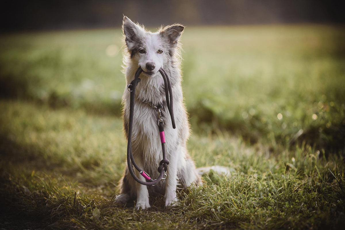 isartau Heaven's Rock Neonpink – Stimmungsbild mit Hund