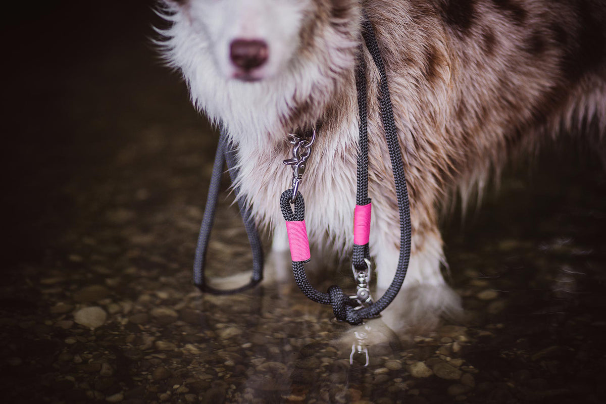 isartau Heaven's Rock Neonpink – Stimmungsbild mit Hund
