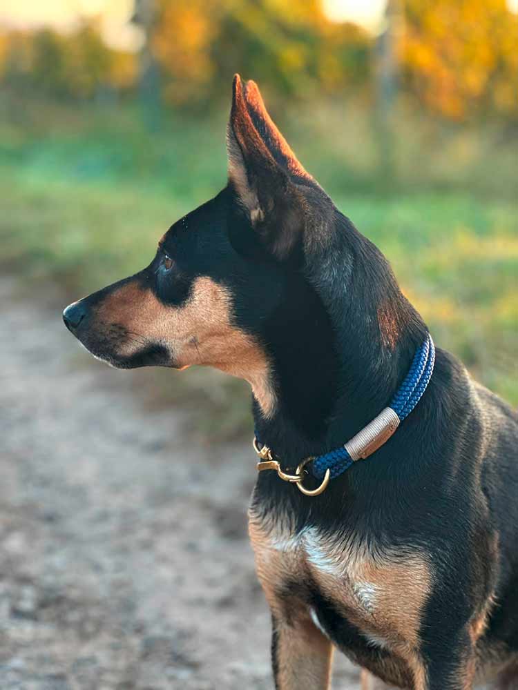 isartau Tauhalsband Indigo Sea Beige, feste Halsung – Stimmungsbild mit Hund