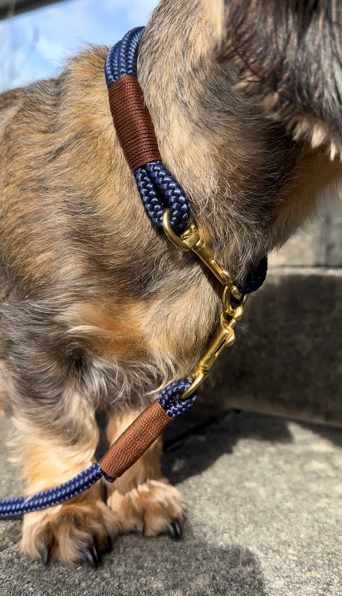isartau Tauhalsband Indigo Sea Kastanie, feste Halsung – Stimmungsbild mit Hund