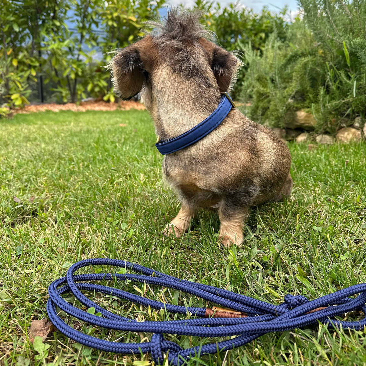 isartau Indigo Sea Kastanie – Stimmungsbild mit Hund, mit Softhalsband