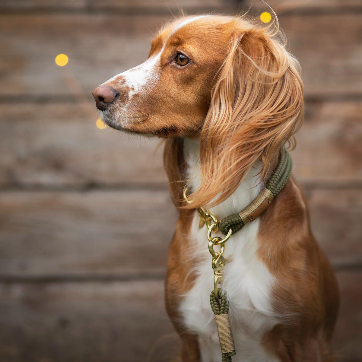 isartau Tauhalsband Olive Grove Gold, feste Halsung – Stimmungsbild mit Hund