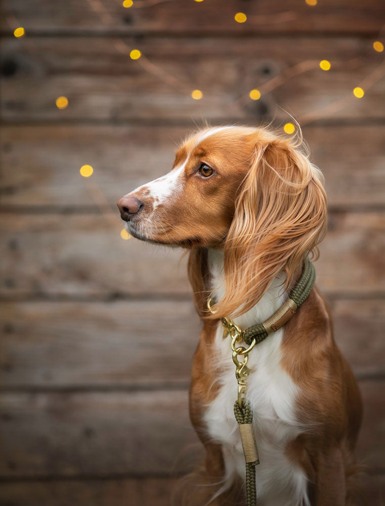 isartau Tauhalsband Olive Grove Gold, feste Halsung – Stimmungsbild mit Hund