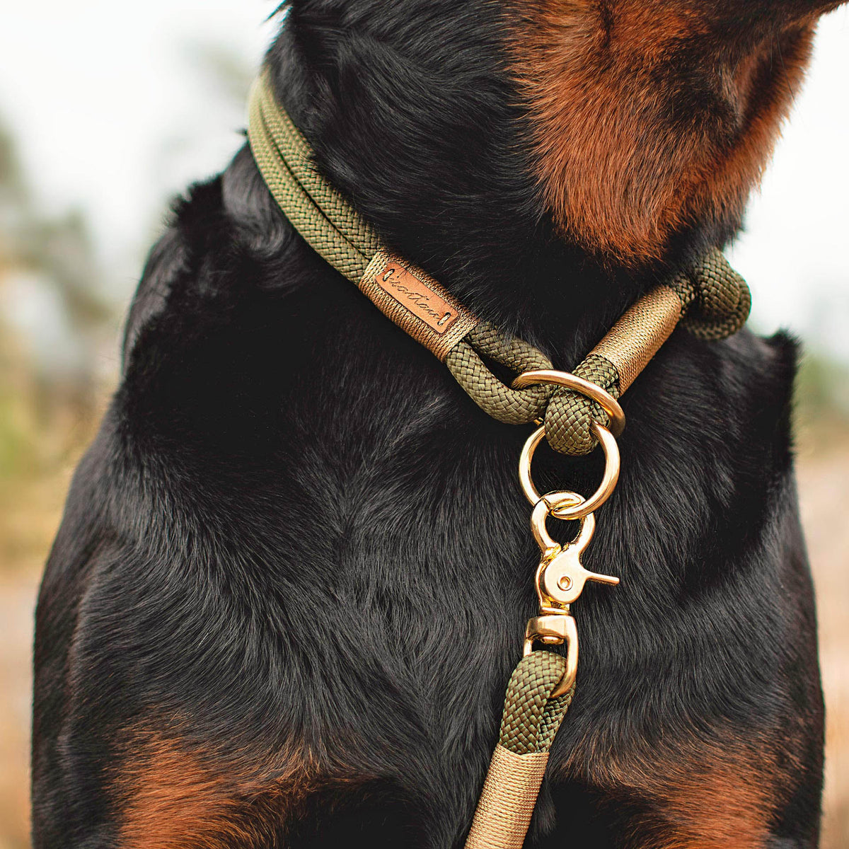 isartau Tauhalsband Olive Grove Gold, Zugstopp – Stimmungsbild mit Hund