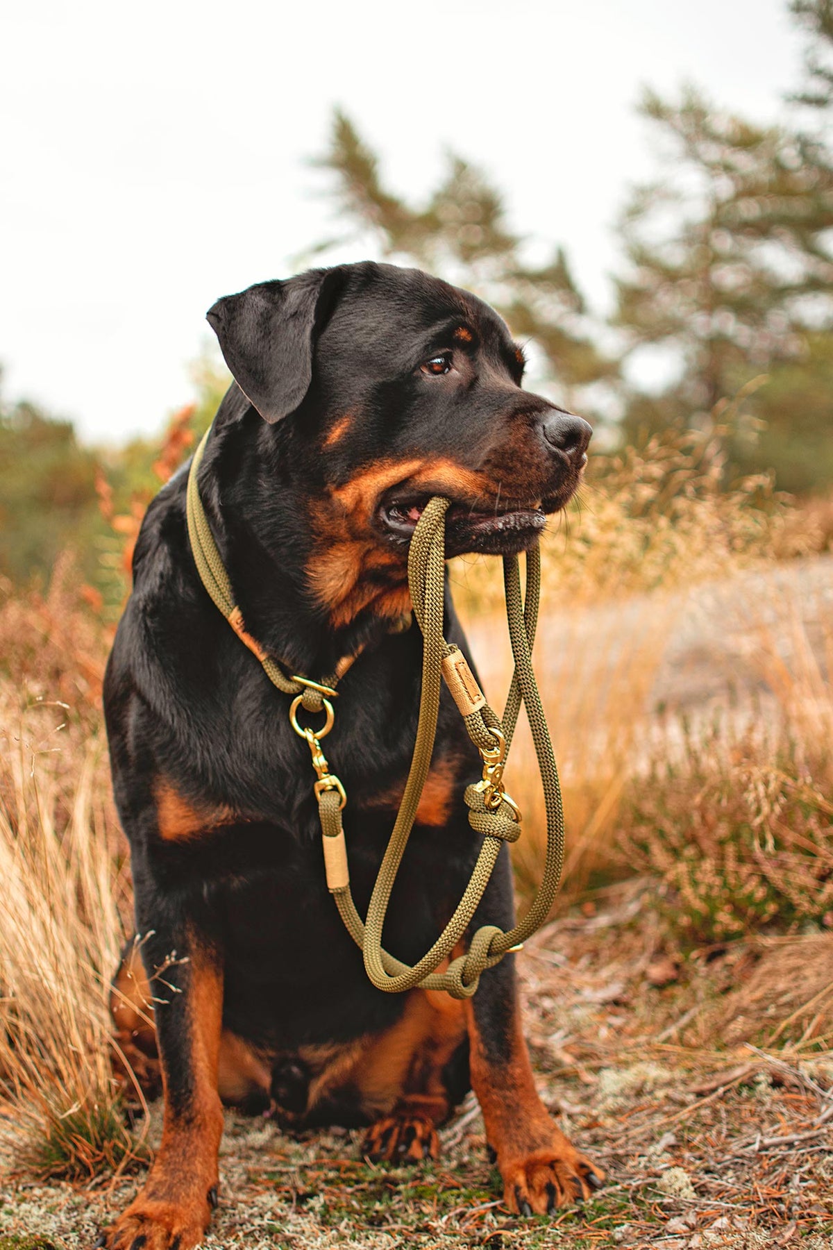 isartau Olive Grove Gold – Stimmungsbild mit Hund