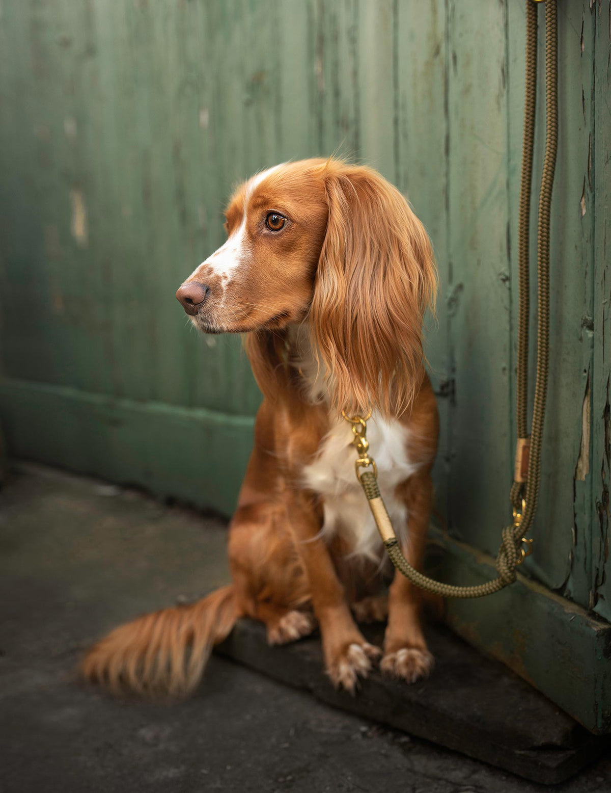 isartau Olive Grove Gold – Stimmungsbild mit Hund