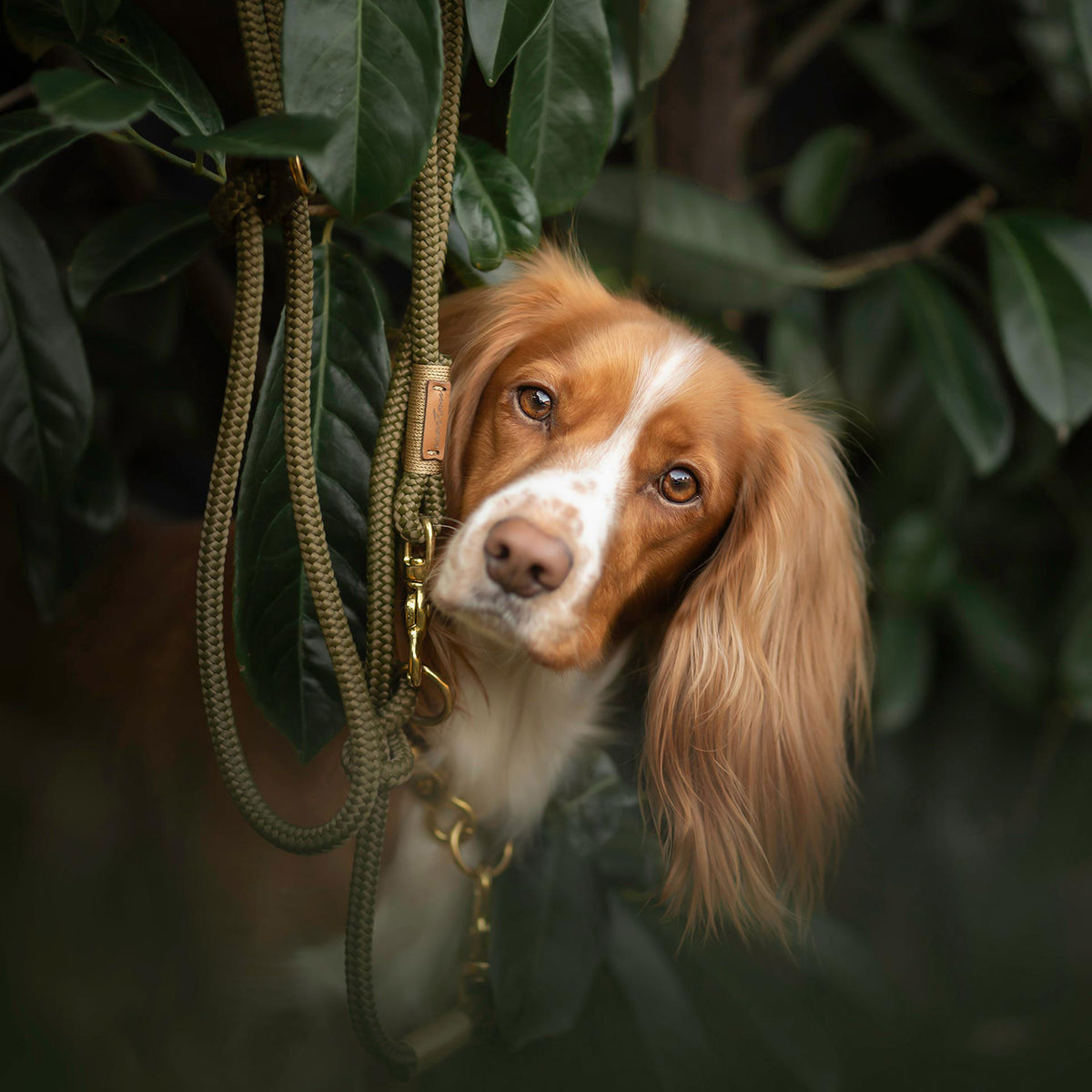 isartau Olive Grove Gold – Stimmungsbild mit Hund
