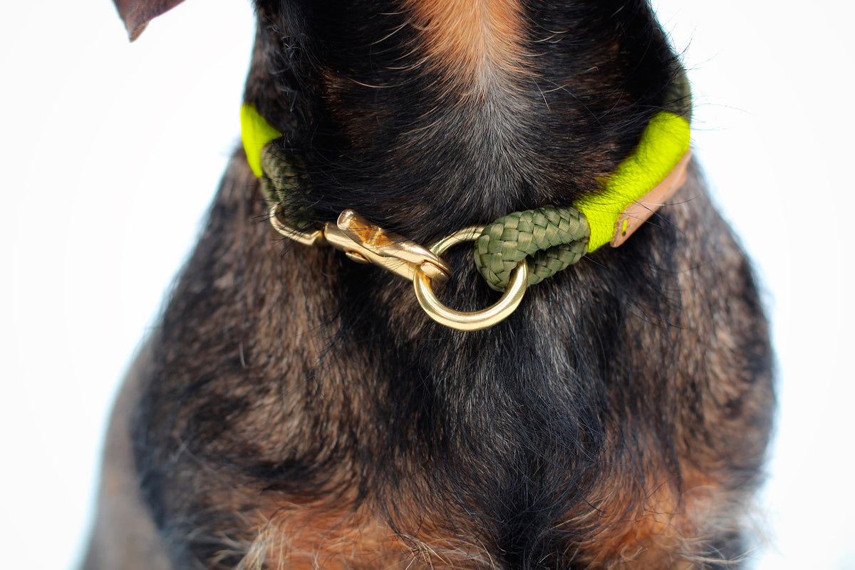 isartau Tauhalsband Olive Grove Neongelb, feste Halsung – Stimmungsbild mit Hund