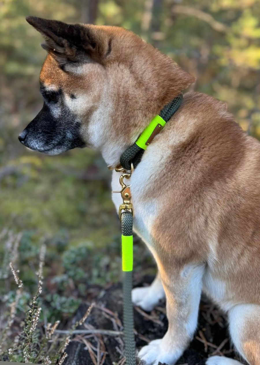 isartau Olive Grove Neongelb – Stimmungsbild mit Hund