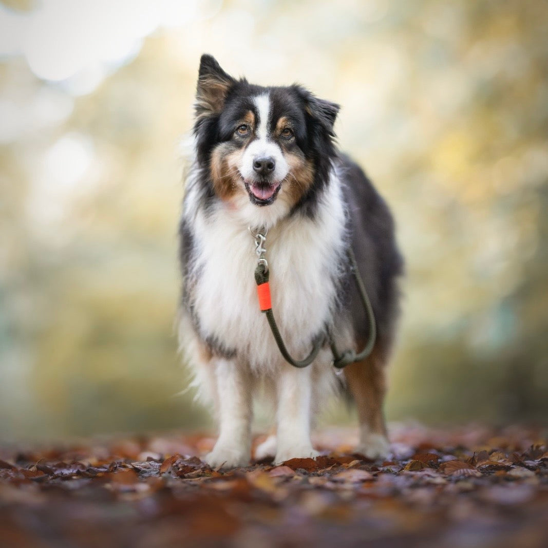 isartau Tauhalsband Olive Grove Neonorange, feste Halsung – Stimmungsbild mit Hund