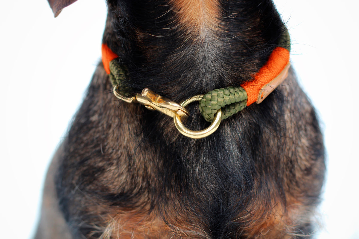 isartau Tauhalsband Olive Grove Neonorange, feste Halsung – Stimmungsbild mit Hund