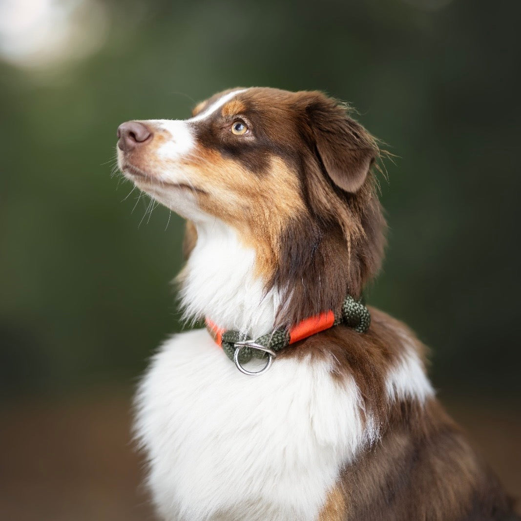 isartau Tauhalsband Olive Grove Neonorange, Zugstopp – Stimmungsbild mit Hund