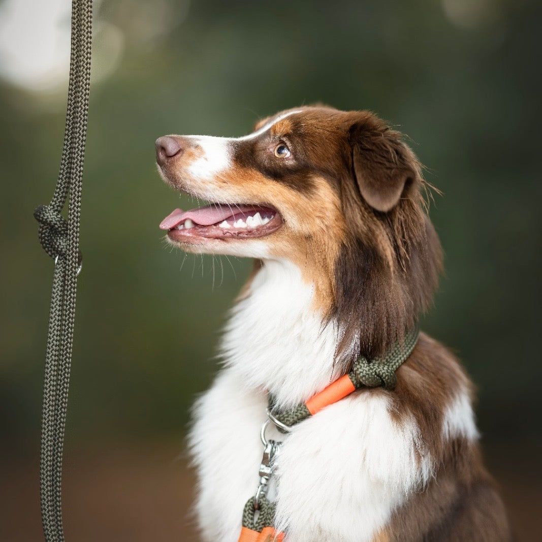 isartau Tauhalsband Olive Grove Neonorange, Zugstopp – Stimmungsbild mit Hund