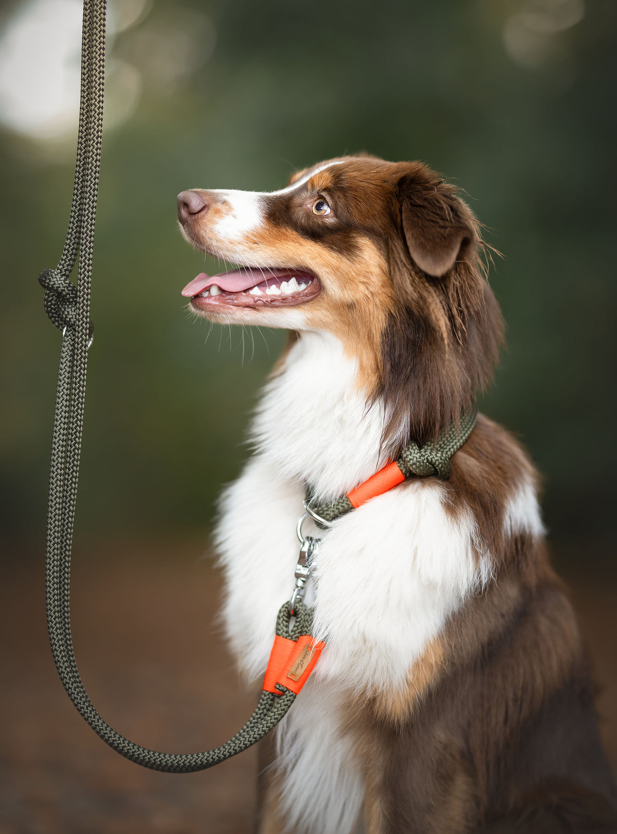 isartau Olive Grove Neonorange – Stimmungsbild mit Hund