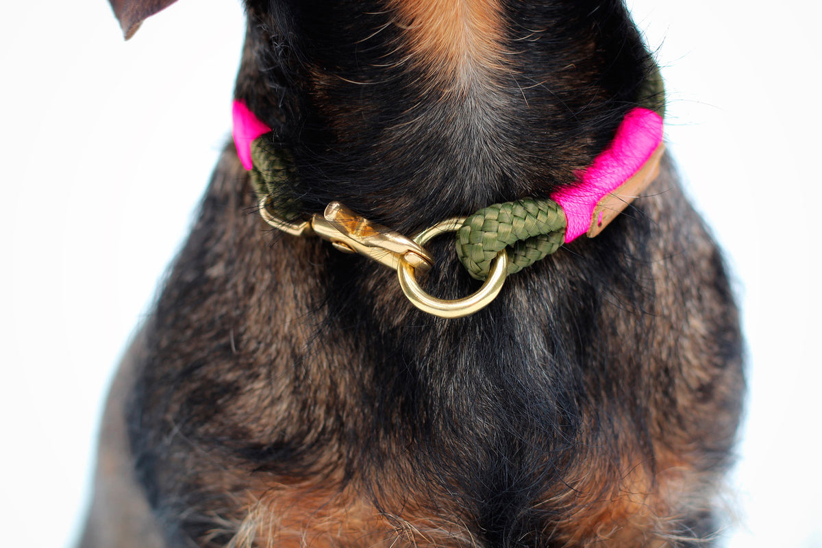 isartau Tauhalsband Olive Grove Neonpink, feste Halsung – Stimmungsbild mit Hund