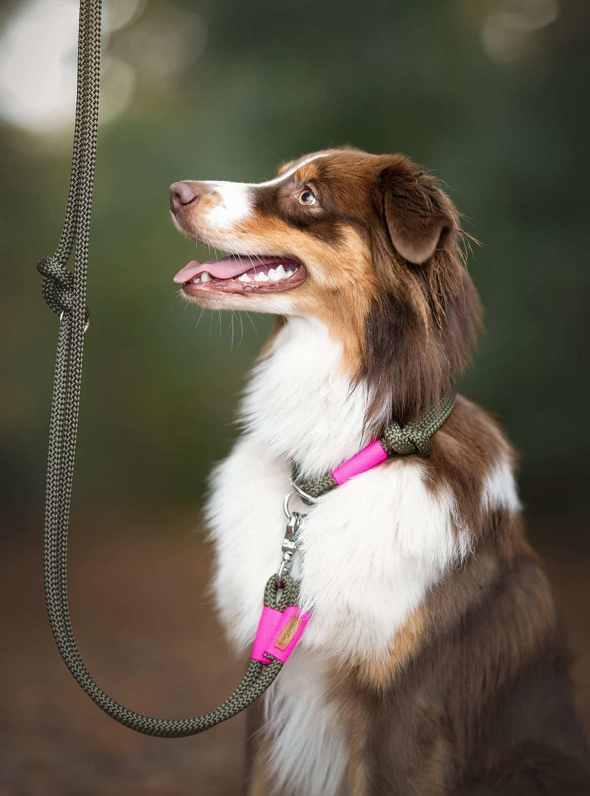 isartau Tauhalsband Olive Grove Neonpink, Zugstopp – Stimmungsbild mit Hund
