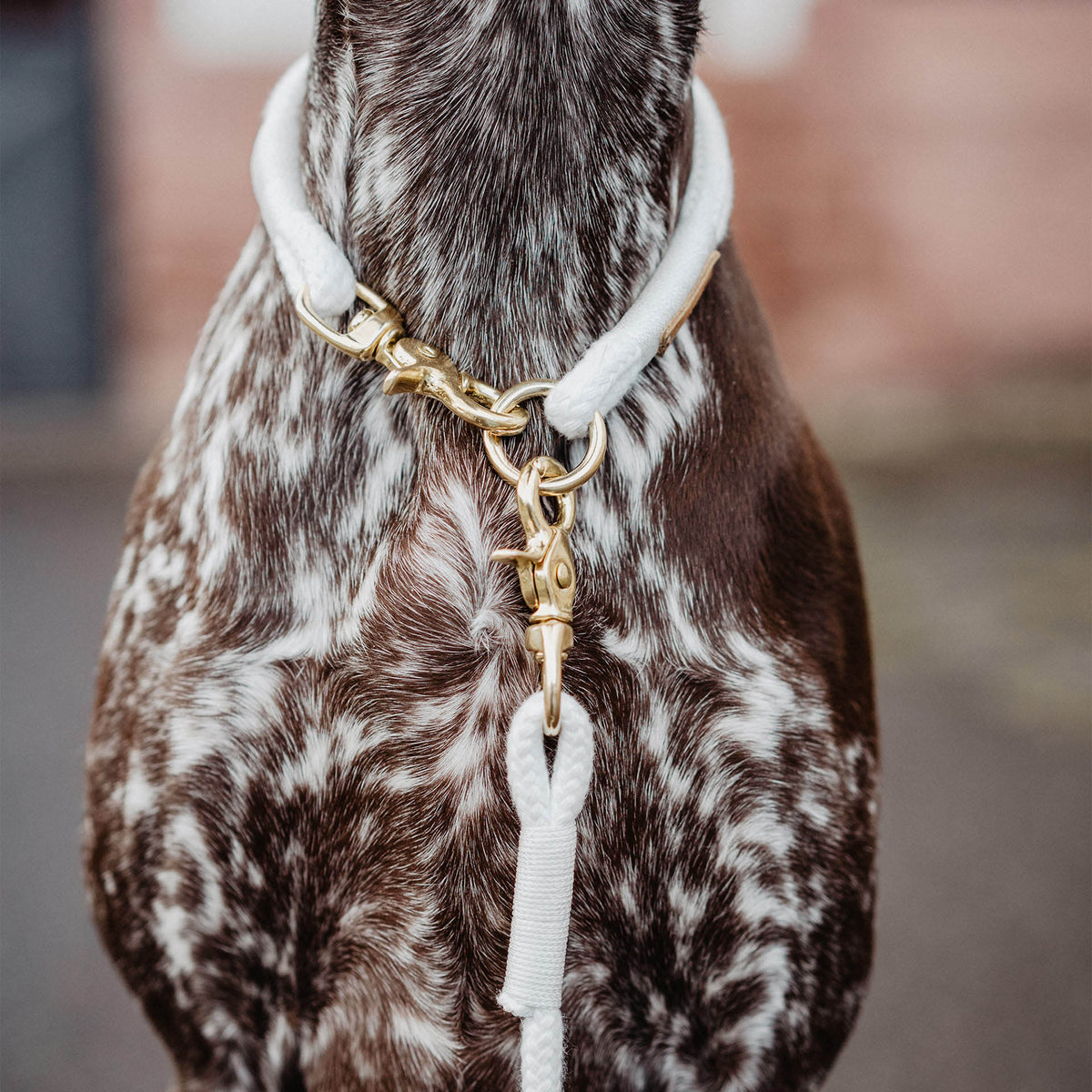 isartau Tauhalsband Pure Breeze Weiß, feste Halsung – Stimmungsbild mit Hund