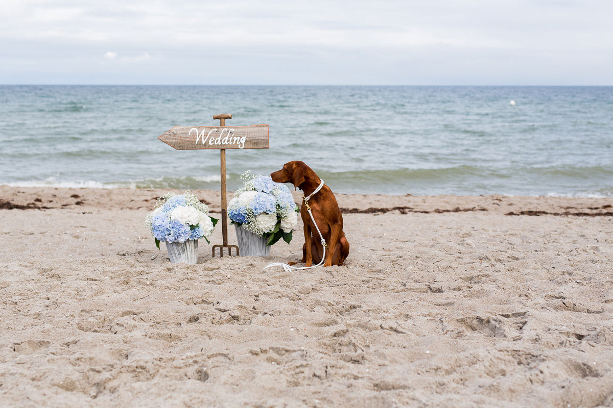 isartau Pure Breeze Weiß – Stimmungsbild mit Hund