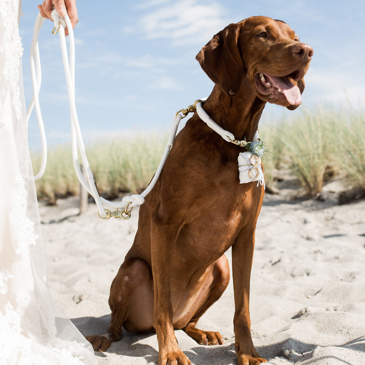 isartau Pure Breeze Weiß – Stimmungsbild mit Hund