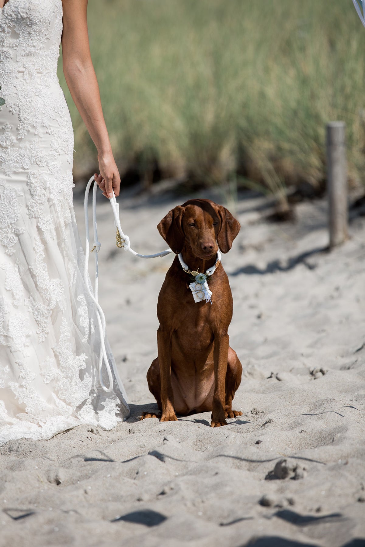 isartau Pure Breeze Weiß – Stimmungsbild mit Hund