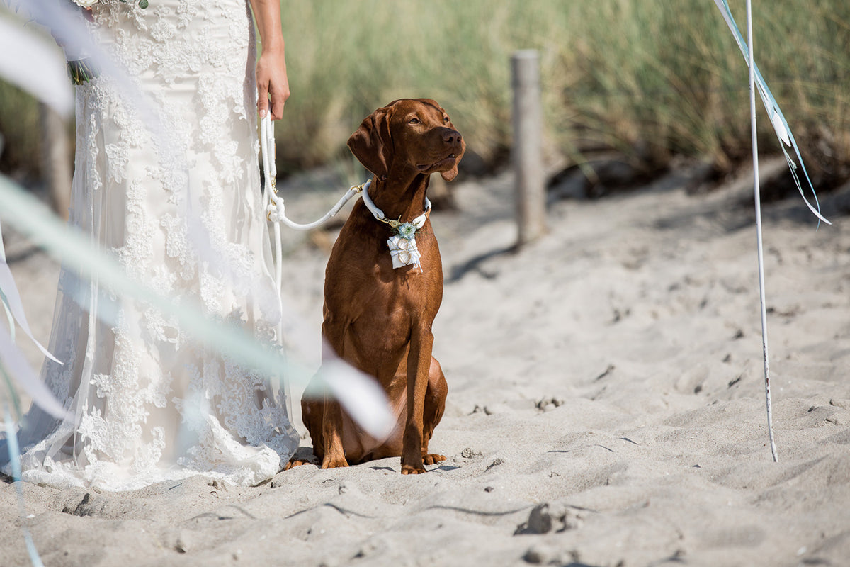 isartau Pure Breeze Weiß – Stimmungsbild mit Hund