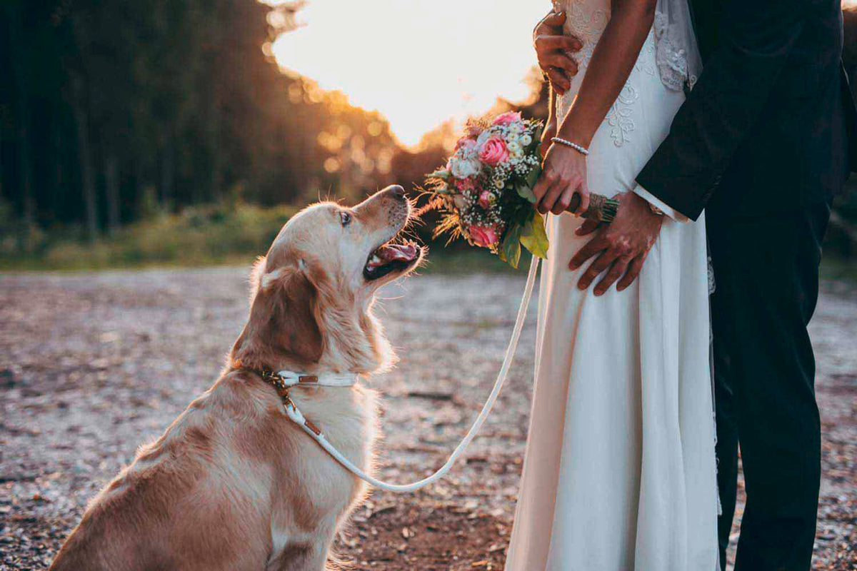 isartau Pure Breeze Weiß – Stimmungsbild mit Hund