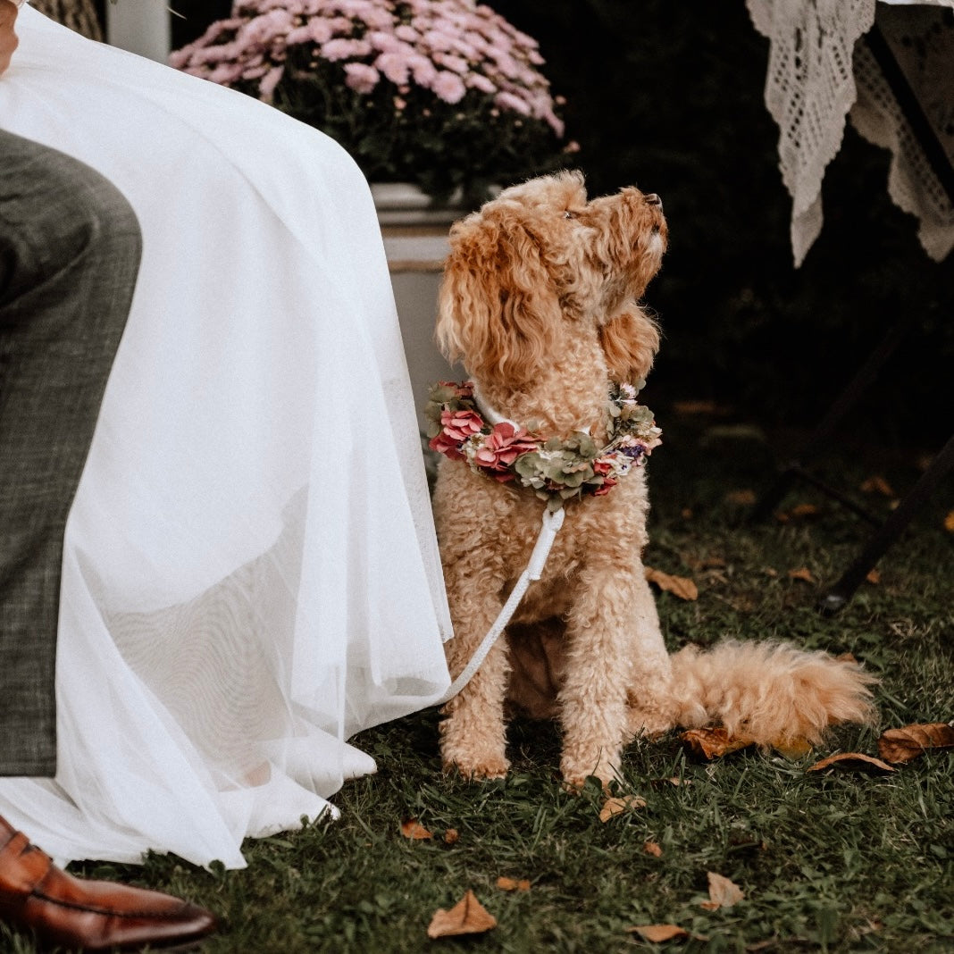 isartau Pure Breeze Weiß – Stimmungsbild mit Hund
