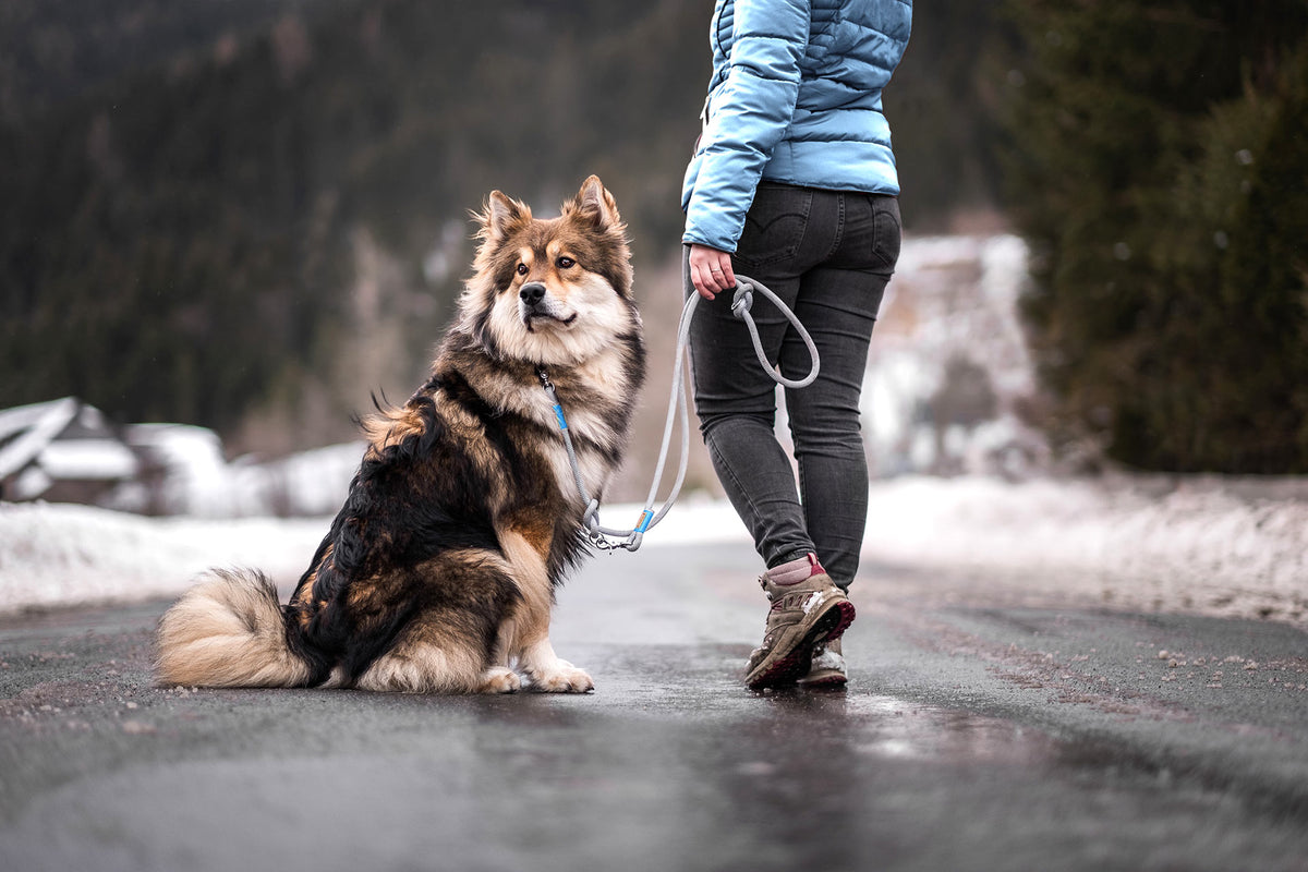 isartau Pebble Stone Hellblau – Stimmungsbild mit Hund