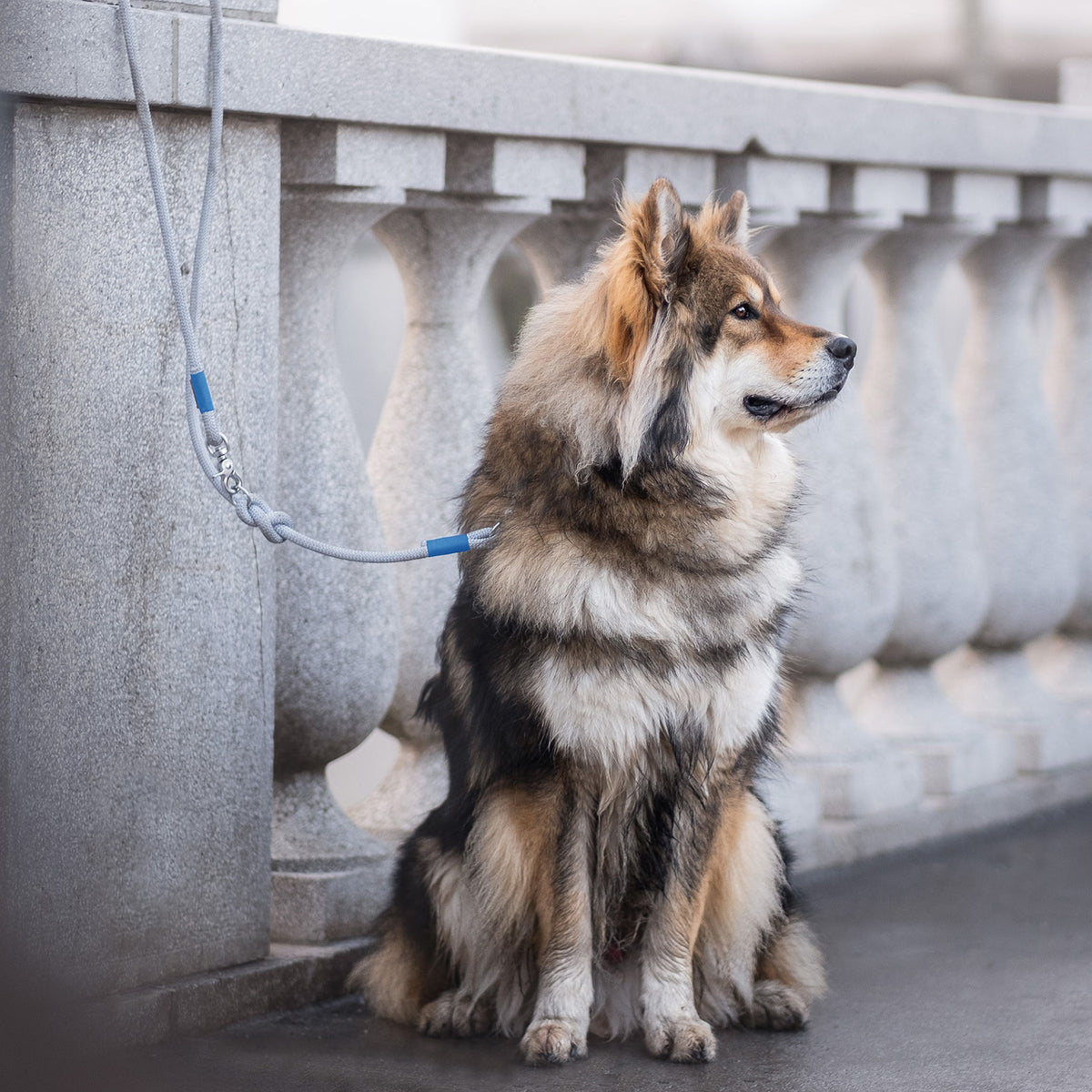 isartau Pebble Stone Hellblau – Stimmungsbild mit Hund