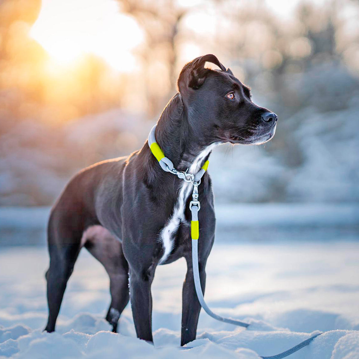 isartau Tauhalsband Pebble Stone Neongelb, feste Halsung – Stimmungsbild mit Hund