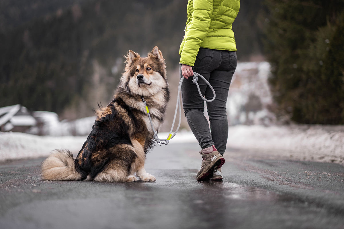 isartau Pebble Stone Neongelb – Stimmungsbild mit Hund