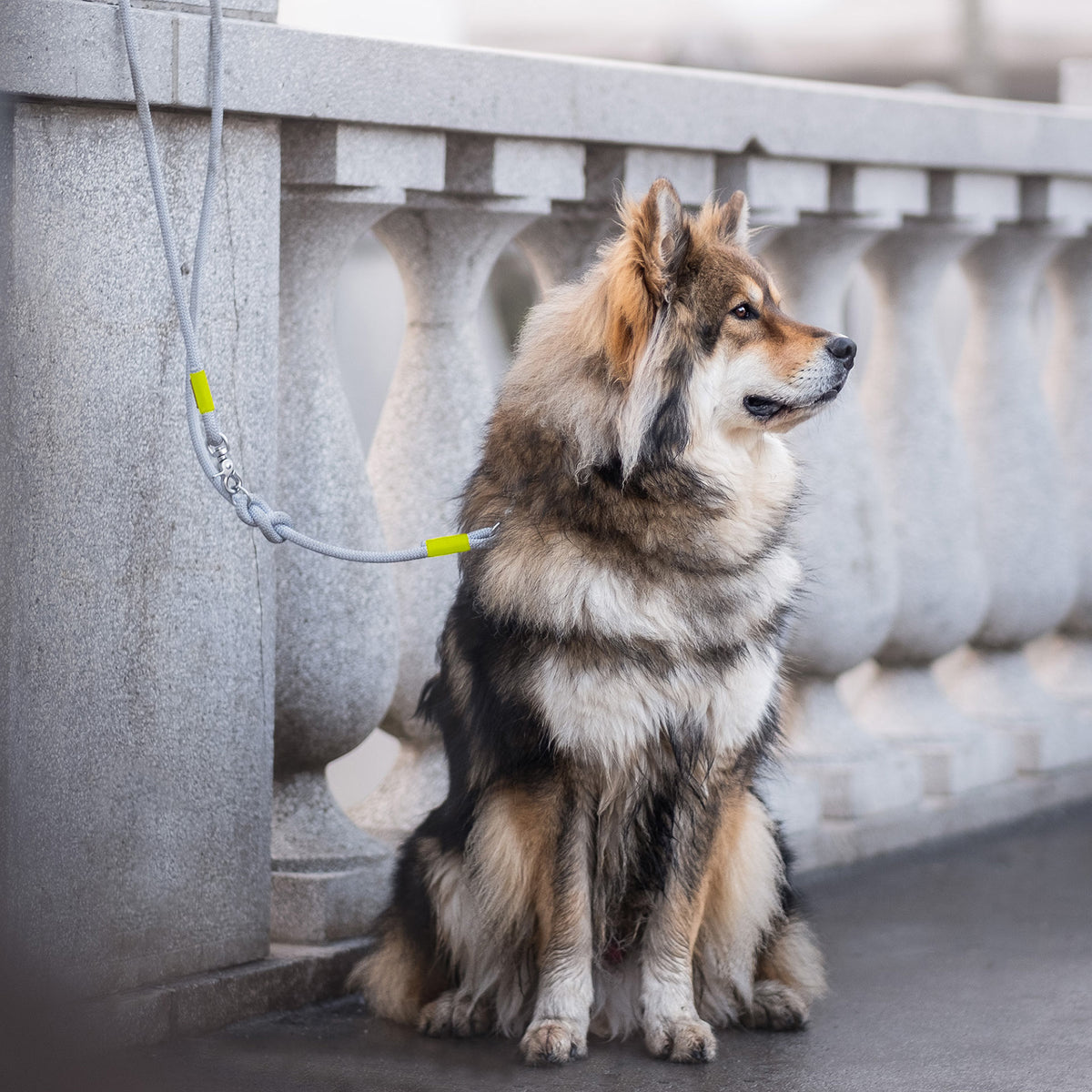 isartau Pebble Stone Neongelb – Stimmungsbild mit Hund