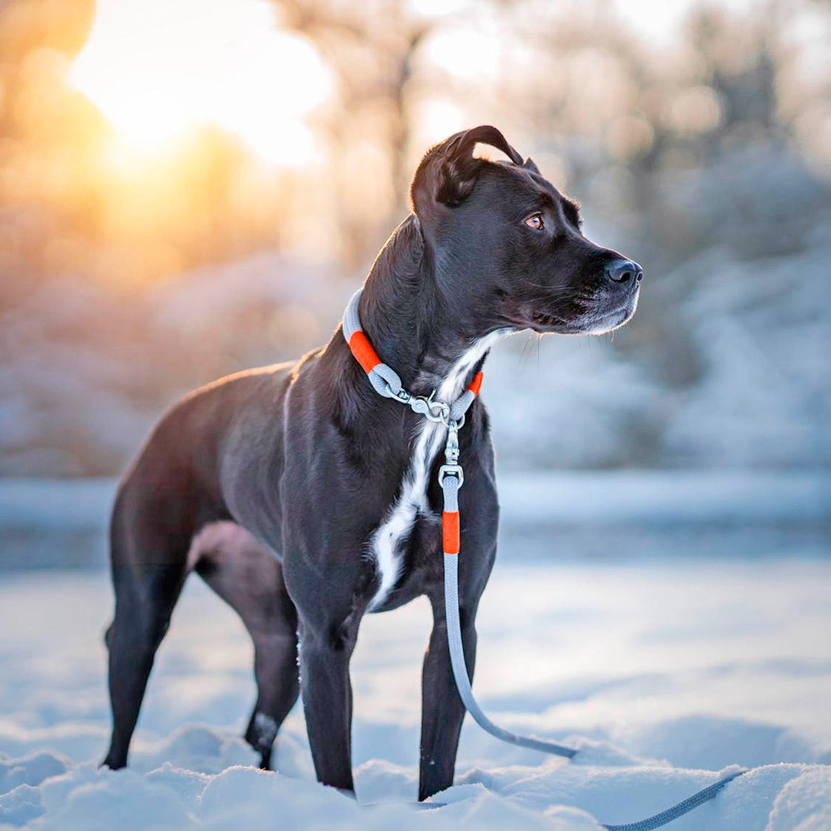 isartau Tauhalsband Pebble Stone Neonorange, feste Halsung – Stimmungsbild mit Hund