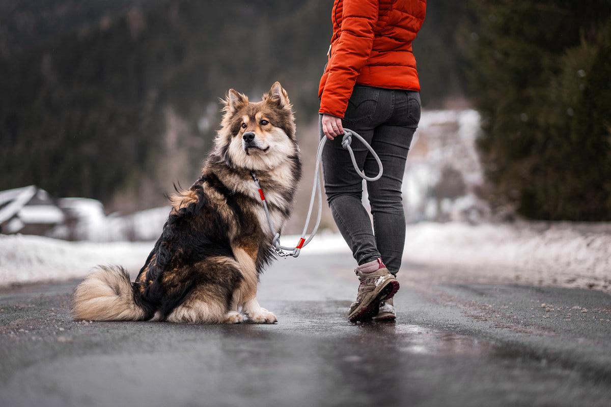 isartau Pebble Stone Neonorange – Stimmungsbild mit Hund