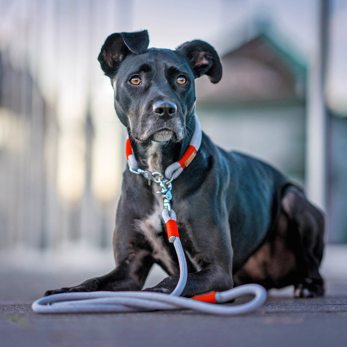 isartau Pebble Stone Neonorange – Stimmungsbild mit Hund, im Set