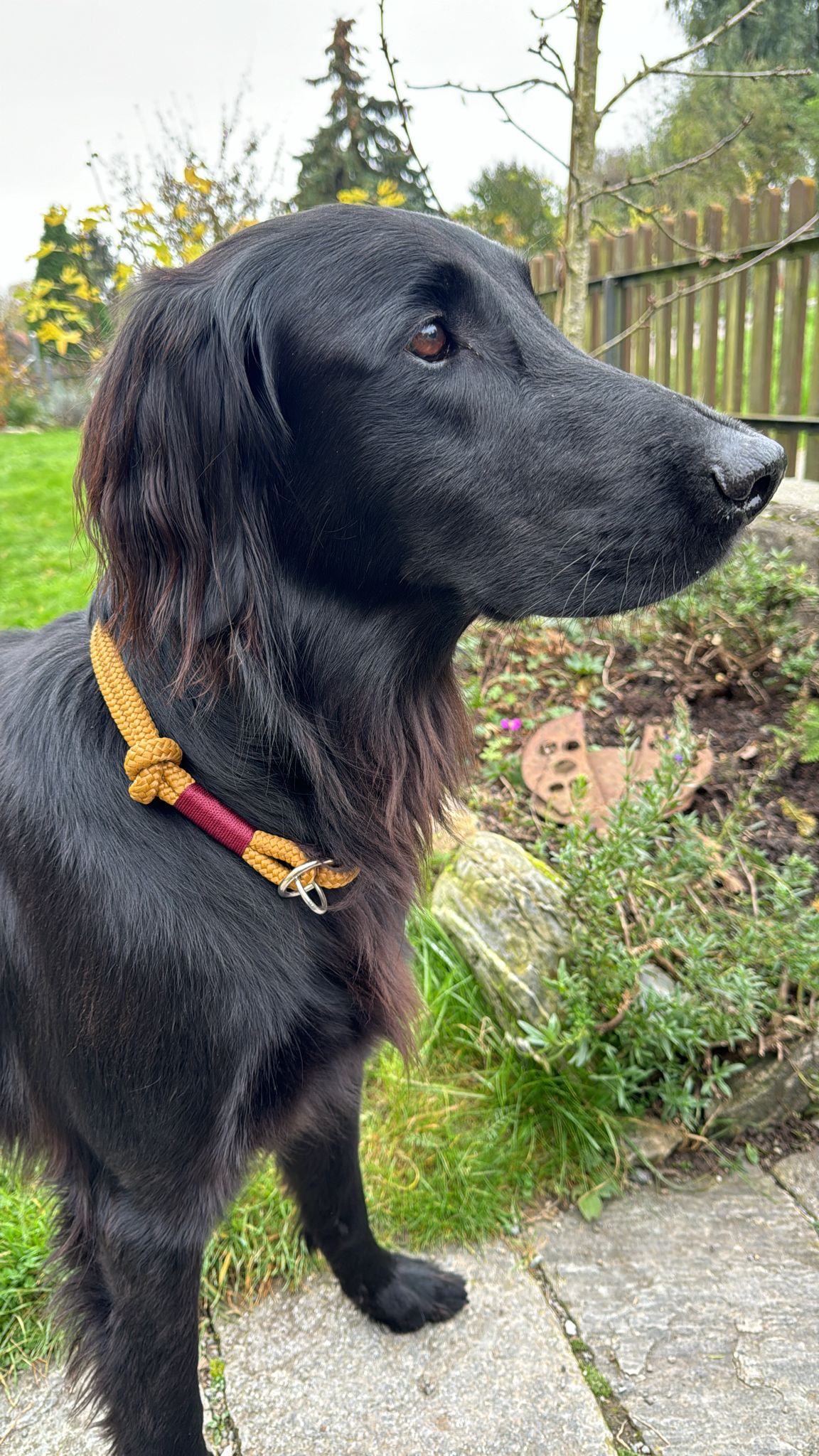 isartau Sweet Toffee Burgunder – Stimmungsbild mit Hund