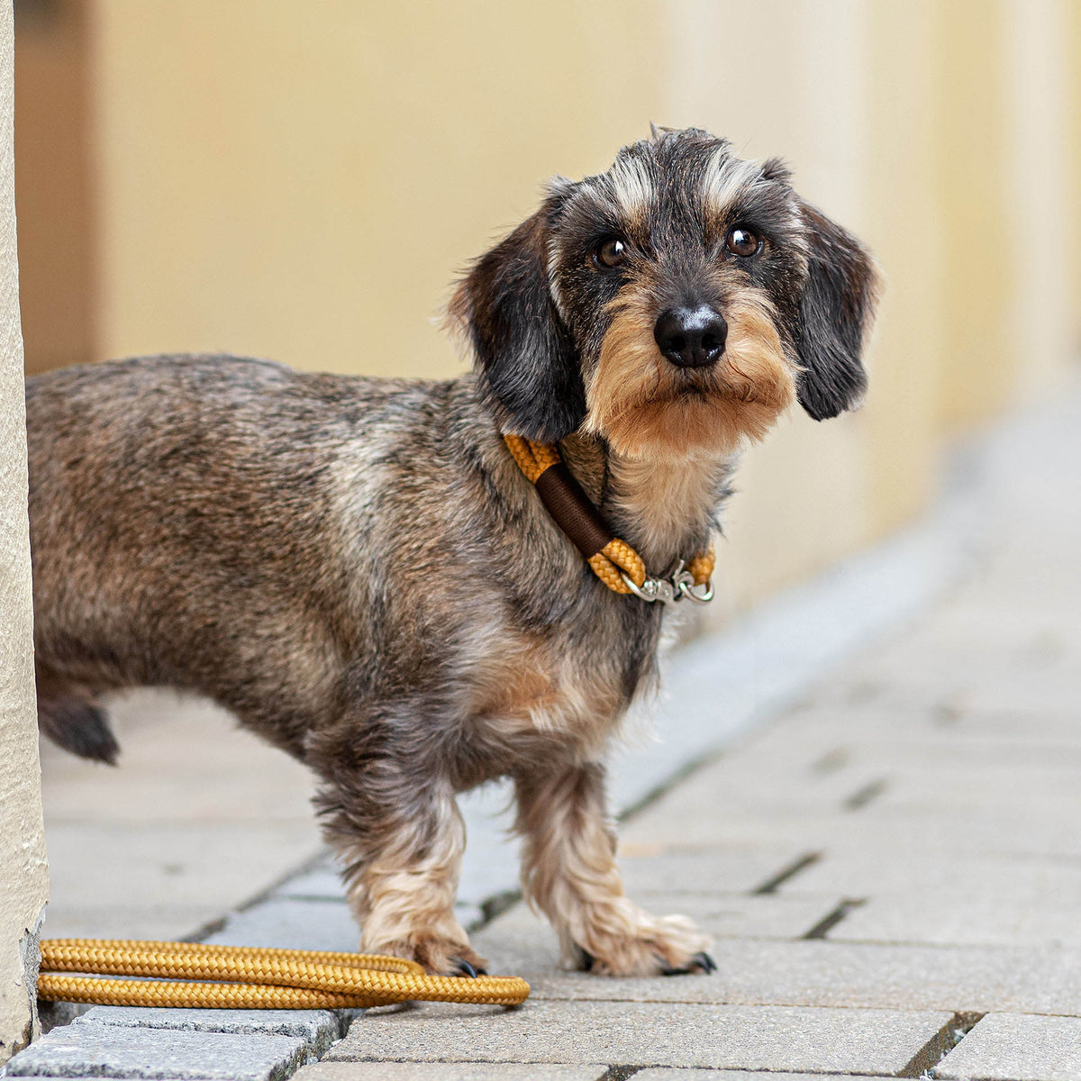 isartau Tauhalsband Sweet Toffee Dunkelbraun, feste Halsung – Stimmungsbild mit Hund