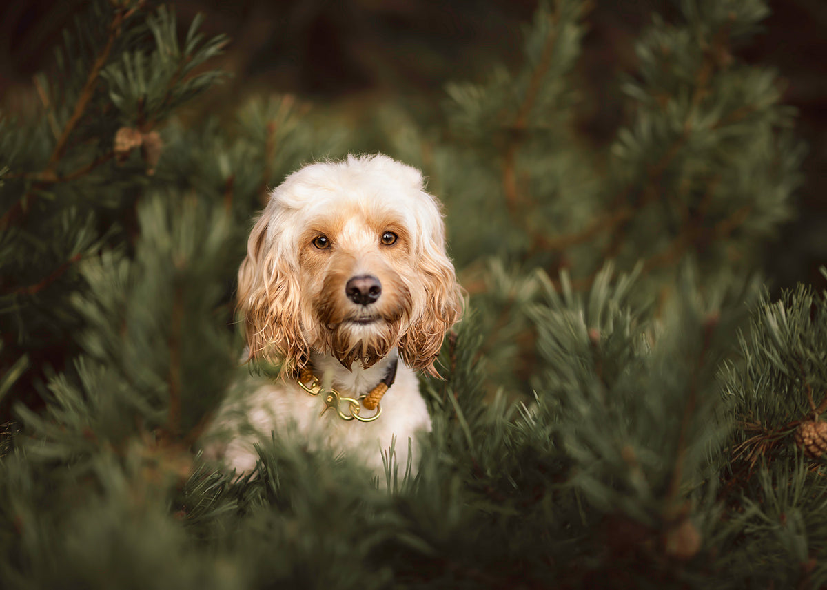 isartau Tauhalsband Sweet Toffee Dunkelbraun, feste Halsung – Stimmungsbild mit Hund