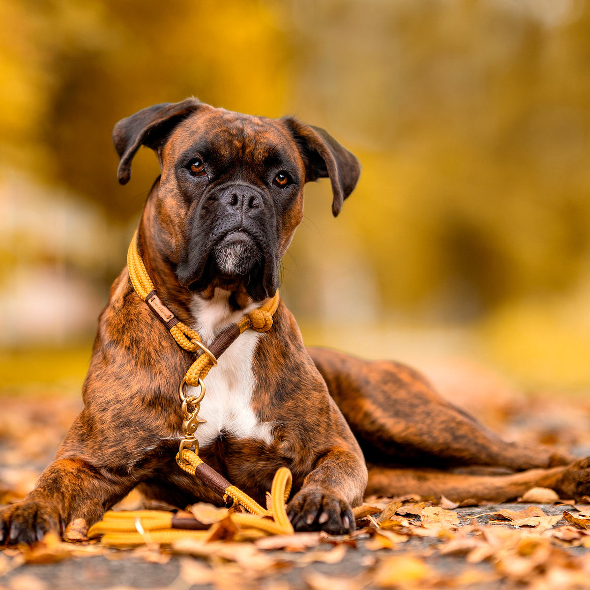 isartau Tauhalsband Sweet Toffee Dunkelbraun, Zugstopp – Stimmungsbild mit Hund